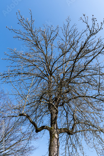 Bare branches of a tree without leaves with background of blue sky. Nature landscape spring concept