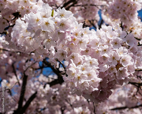 Japanese Pink Cherry Blossom tree. Beautiful large pink flowers opened on branches of profusely blooming