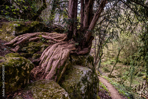Tree roots on rocks in the forest.