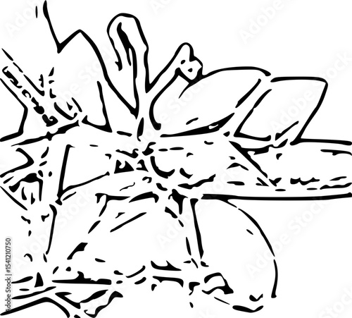 black and white illustration thorn 