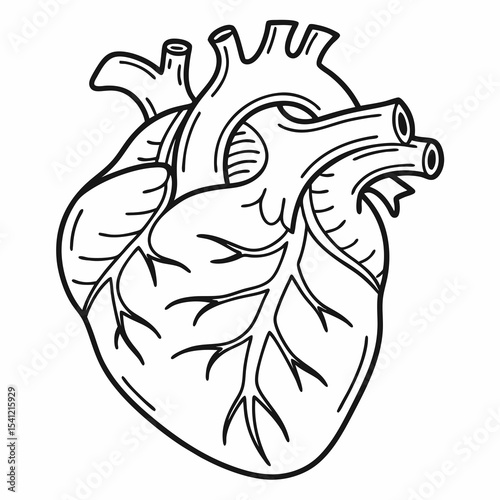 Detailed line drawing of a human heart anatomy
