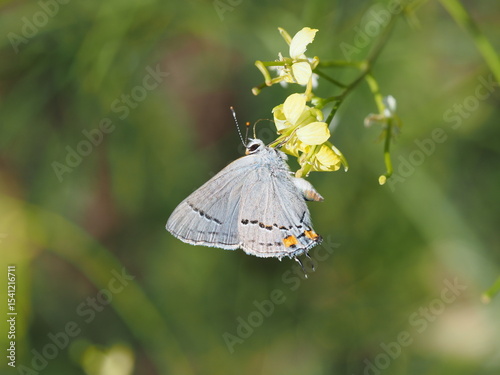 Small Grey Butterfly collecting nectar from yellow flower