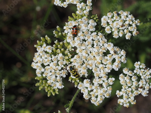Red and Yellow Beetle on top of blossoming flowers