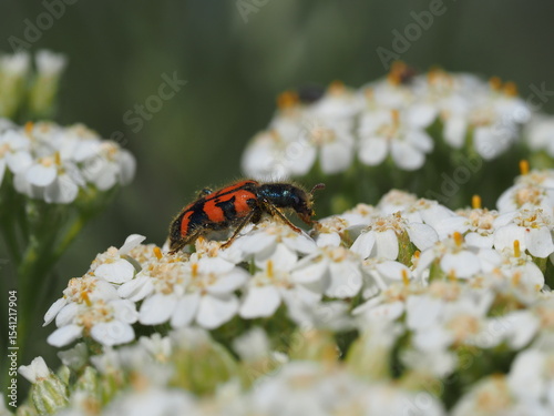 Red-Orange Beetle sitting on white flower.