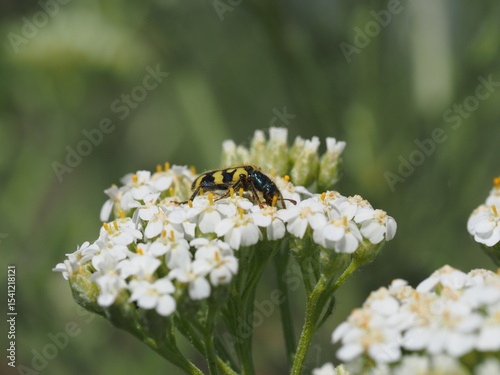 Mustard yellow Beetle sitting on white flower.