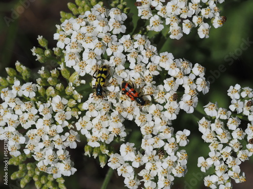 Mustard yellow and Red-orange Beetles sitting on top of white flowers.