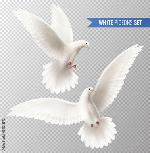 White pigeons set