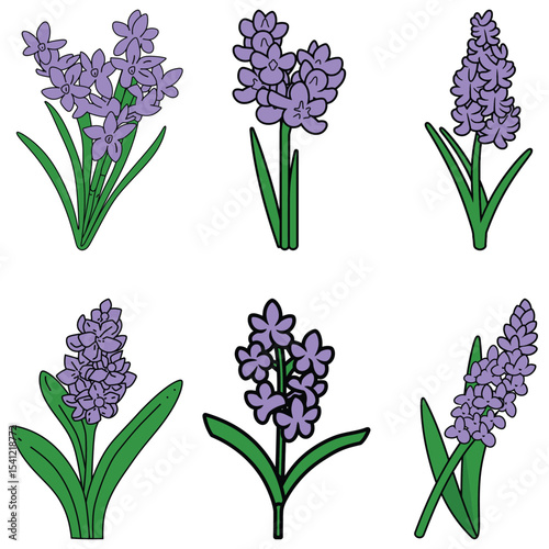 Six HandDrawn Hyacinth Flower Illustrations in Various Blooming Stages and Leaf Arrangements