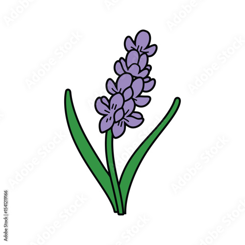 HandDrawn Lavender Flower Illustration Purple Blossoms and Green Leaves on White Background