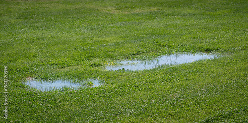 after the rain. puddle among green grass.