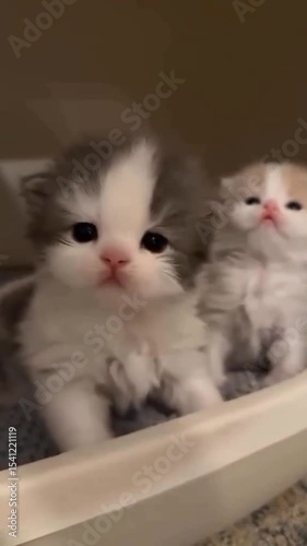 Two playful kittens are sitting together in a white sink, looking curiously at their surroundings.