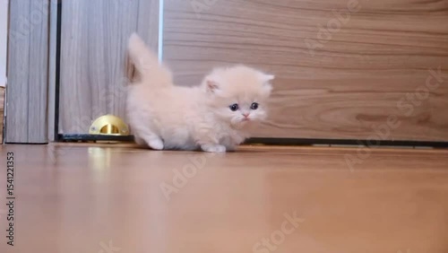 A small kitten walks playfully across a wooden floor, its tiny paws making soft sounds as it explores its surroundings.