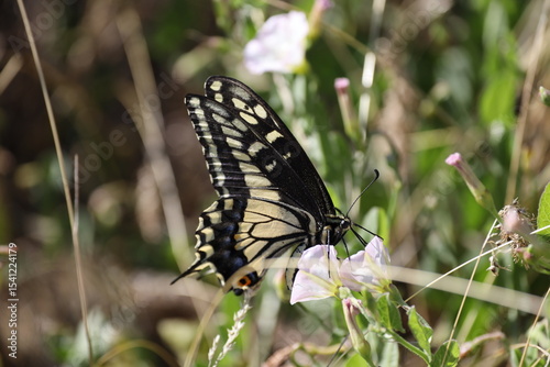 swallowtail butterfly on pink flower 