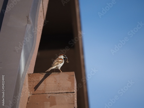 sparrow on a fence