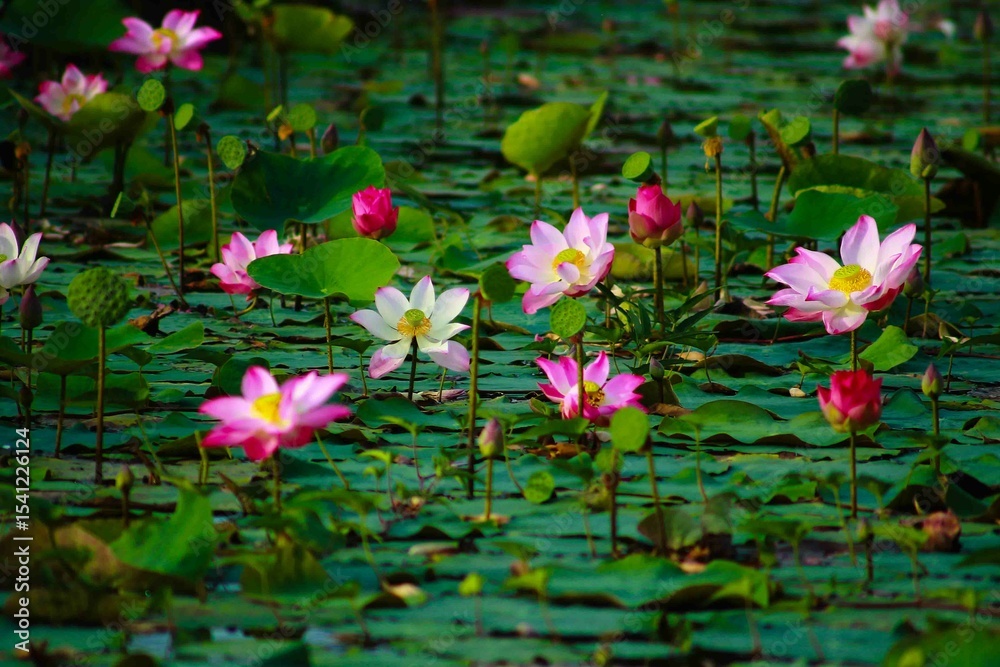 Fototapeta premium Lotus is considered a symbol of goodness. The belief has been around since the time of the Buddha. There is a legend that says that the doctor Jivaka Komarabhacca prepared medicine from lotus flowers 