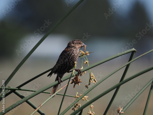 female yellow-headed blackbird 