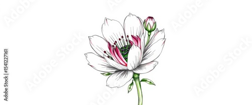 Whimsical hand-drawn sketch of a chicory flower, petals, leaves, and buds isolated on white,  botany,  plant