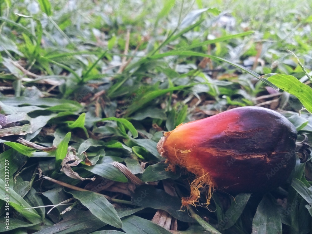 Fototapeta premium Close-Up of Fresh Palm Oil Fruit Lying on Grass