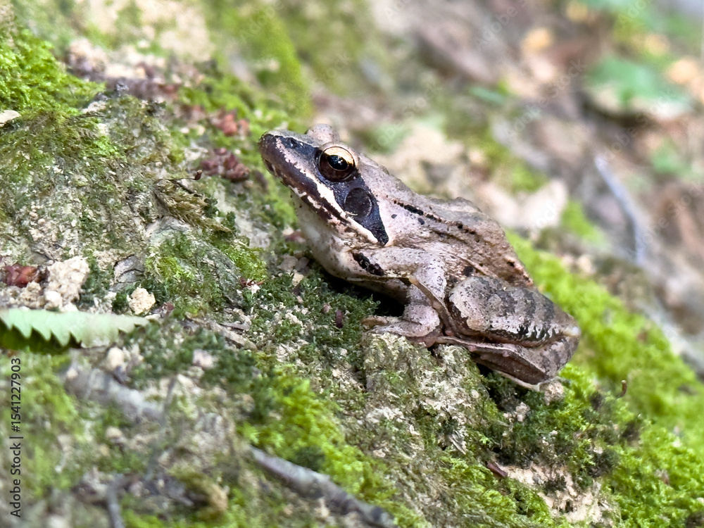Obraz premium European common frog (Rana temporaria) sitting on mossy forest ground. Amphibian species found in damp woodlands, meadows and near freshwater in Europe.