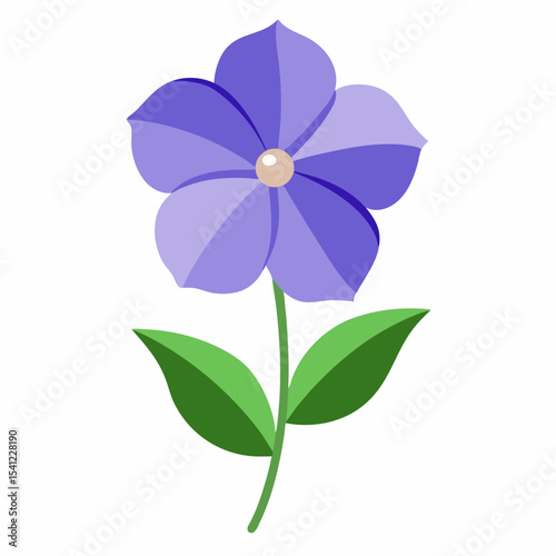 Periwinkle flower on white background 