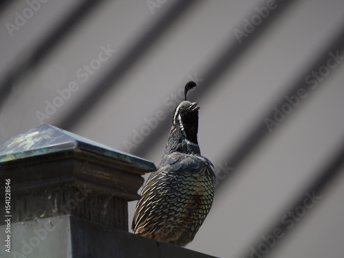 quail cawing singing 