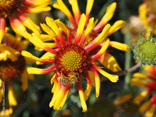 yellow flower in the garden with bee