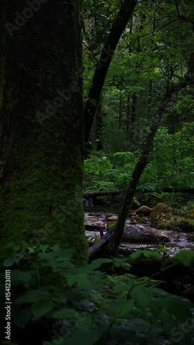 stream in the forest