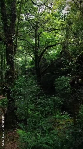 morning in the forest