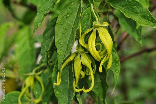 lang-ylang tree, scientifically known as Cananga odorata. 