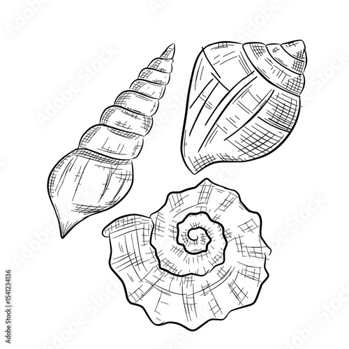 Various kinds of  spiral seashell vector sketch line art hand drawn illustration 