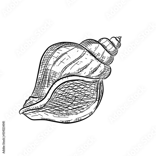Spiral seashell vector sketch line art hand drawn illustration 