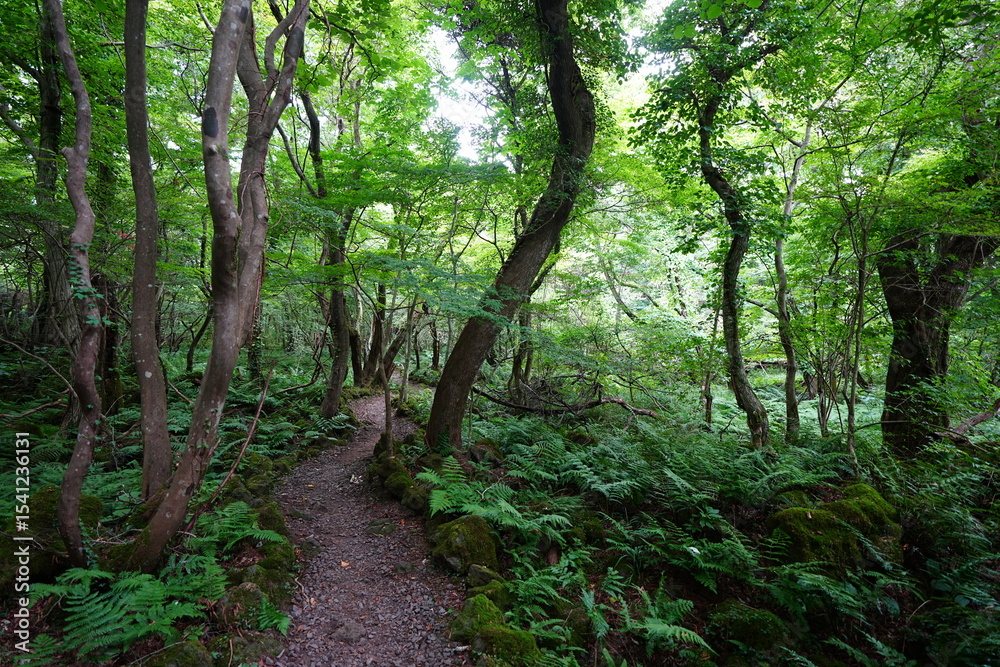 Obraz premium summer path through old trees and mossy rocks