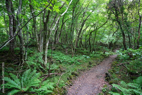 summer path through old trees and mossy rocks