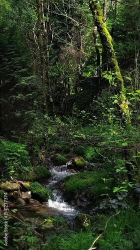 stream in the forest