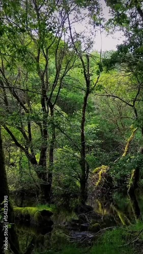 morning in the forest