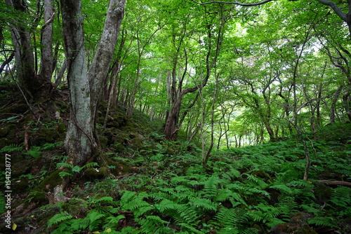 dense wild forest in mid summer