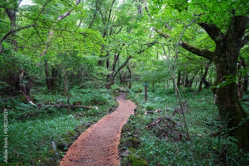 fine path to deep summer forest