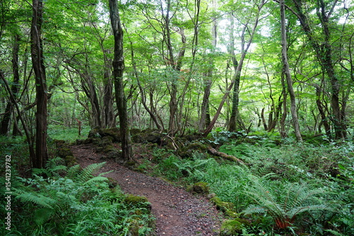 summer path through old trees and mossy rocks