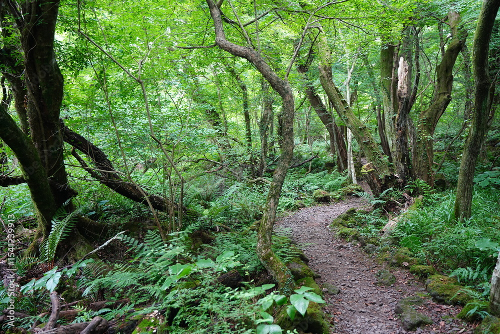 Fototapeta premium summer path through old trees and mossy rocks