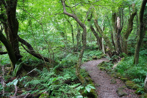 summer path through old trees and mossy rocks