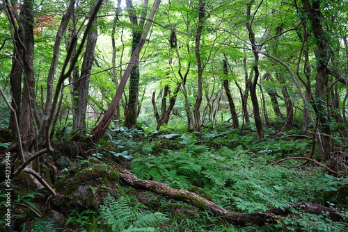 dense wild forest in mid summer