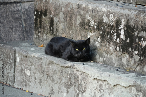 京都の寺院であった黒猫