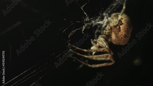 4K UHD macro video, a spider spins its intricate web against a black night background, capturing the eerie beauty of nature as the arachnid weaves with precision—an animal both scarey and fascinating.