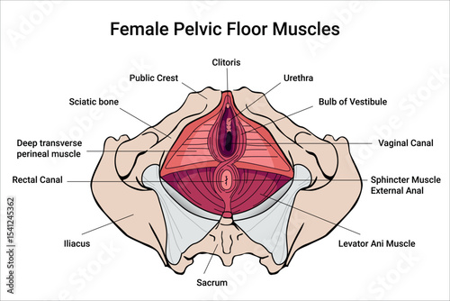 Anatomy of Female Pelvic Floor Muscles. Crotch anatomy, Weakness anatomy and reproductive system the training for constipation. Medical illustration
