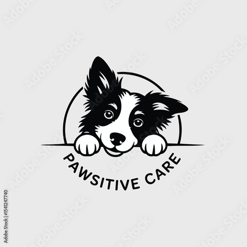 Cute border collie dog looks over a ledge with paws. Pet care, animal love, doggy, veterinary, canine companion