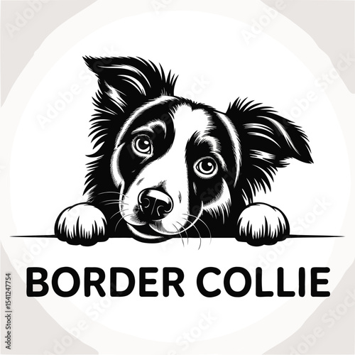 Border Collie dog looks over a sign. Pet animal, black and white illustration, domestic mammal, canine, vector design, poster, farm animal