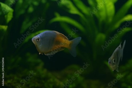 tropical fish in aquarium