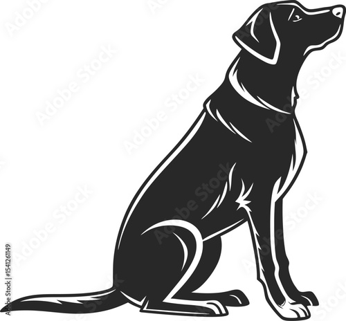 black and white dog