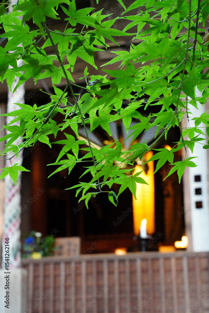 Fototapeta premium 日本楓の緑が美しい京都長楽寺の境内風景