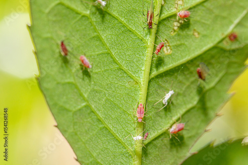 Rose aphids infesting a green leaf: macro close-up of plant pests